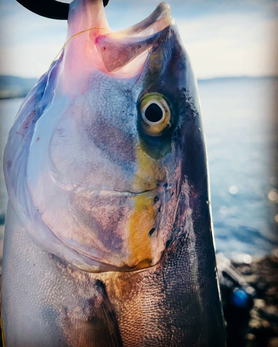 フクラギの釣果