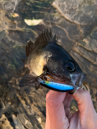 クロメバルの釣果