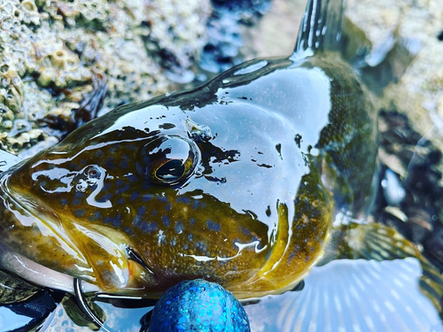 アブラコの釣果