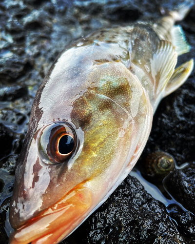 ホッケの釣果