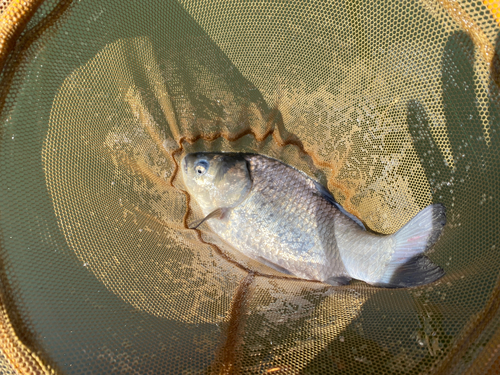 ヘラブナの釣果