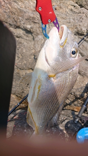 ヘダイの釣果