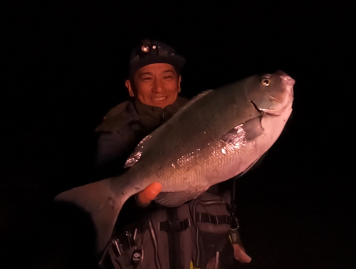 メジナの釣果