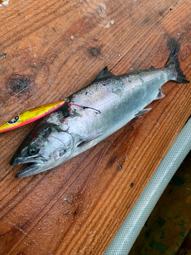 サクラマスの釣果