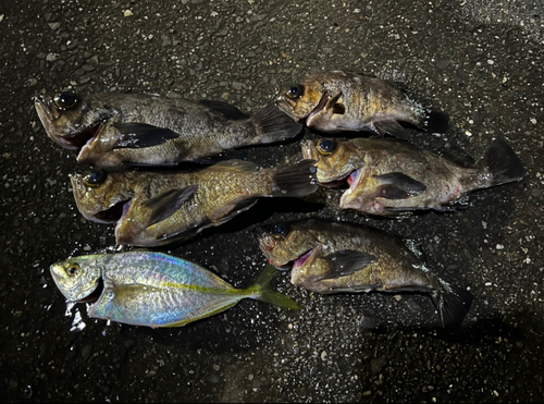 アカメバルの釣果