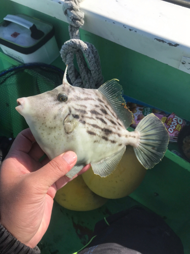 カワハギの釣果