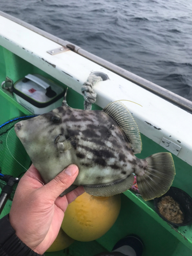 カワハギの釣果