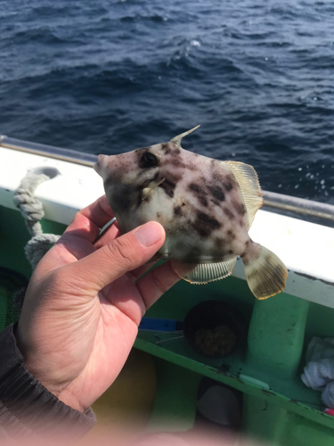 カワハギの釣果