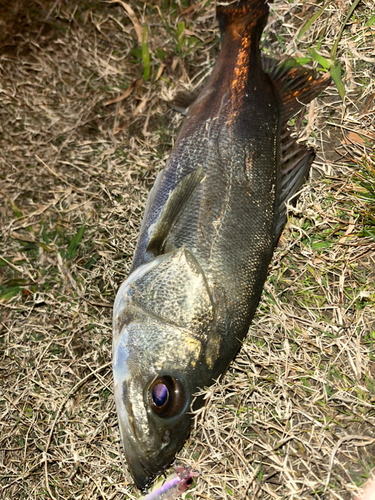 スズキの釣果