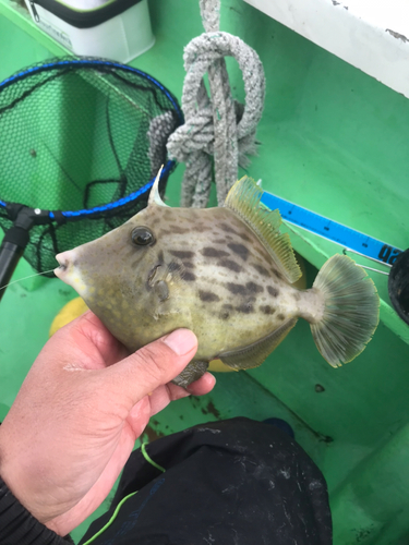 カワハギの釣果