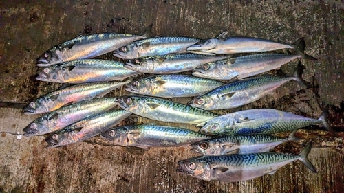 サバの釣果