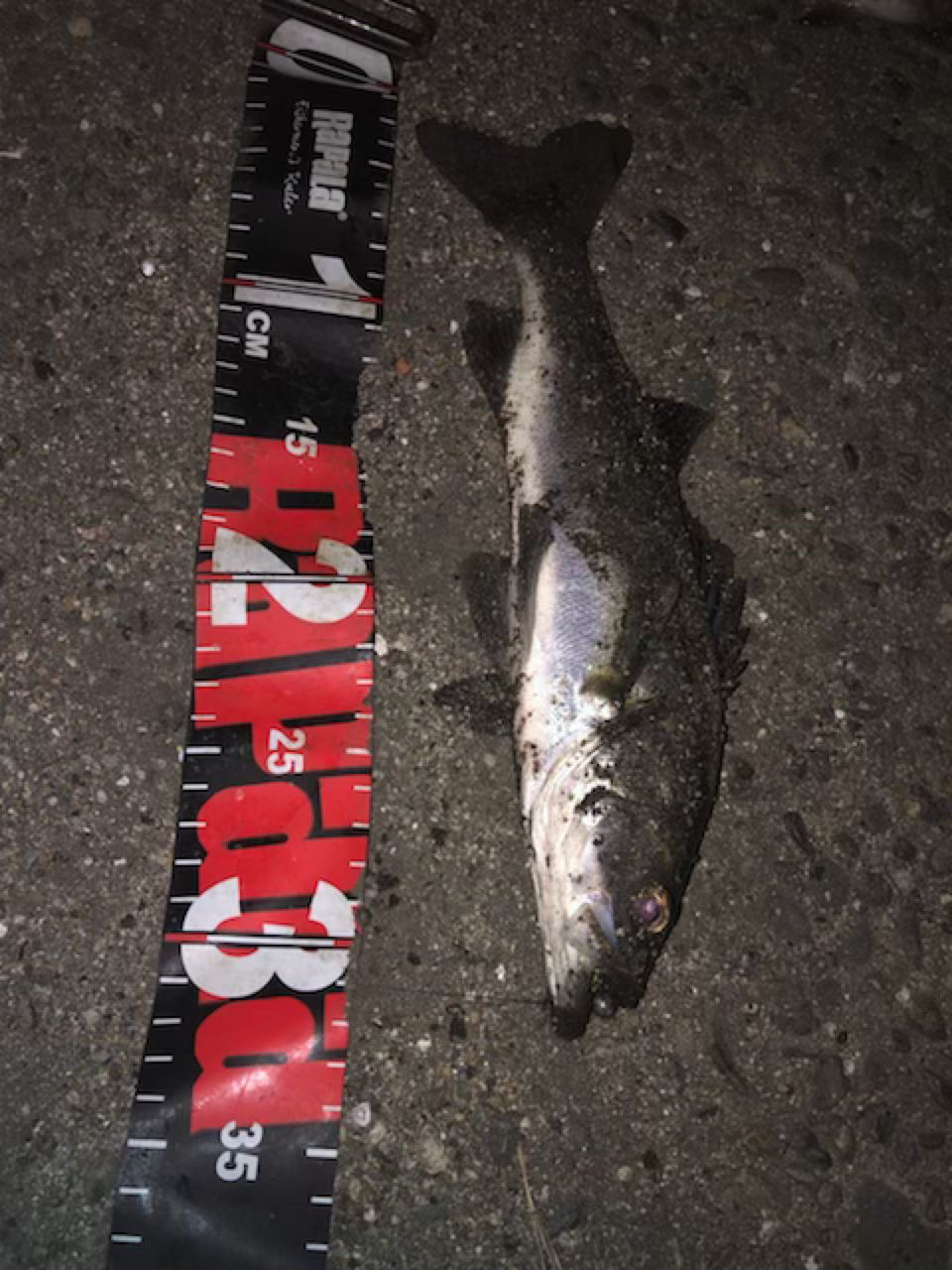 セイゴ（タイリクスズキ）