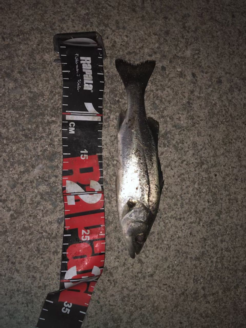 セイゴ（タイリクスズキ）