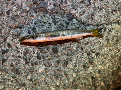 カマスの釣果