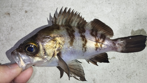 メバルの釣果