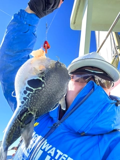 トラフグの釣果