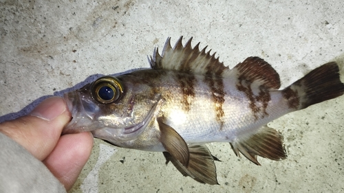 メバルの釣果