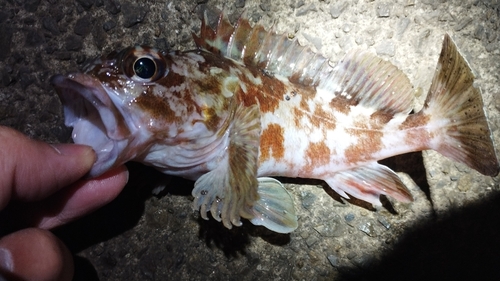 ガシラの釣果