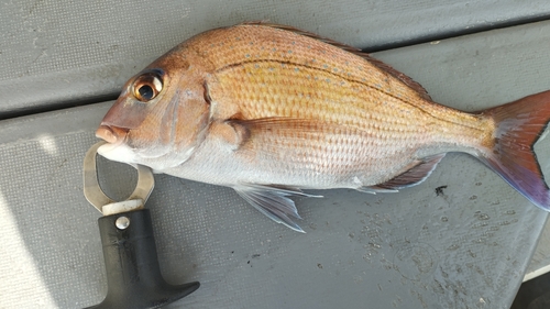 マダイの釣果