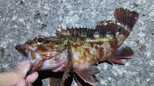 ガシラの釣果