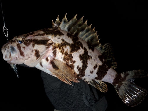 ソイの釣果