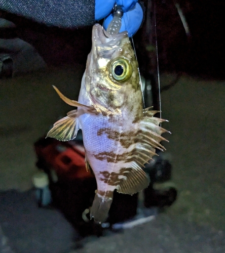 メバルの釣果