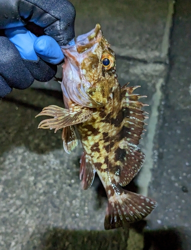 カサゴの釣果