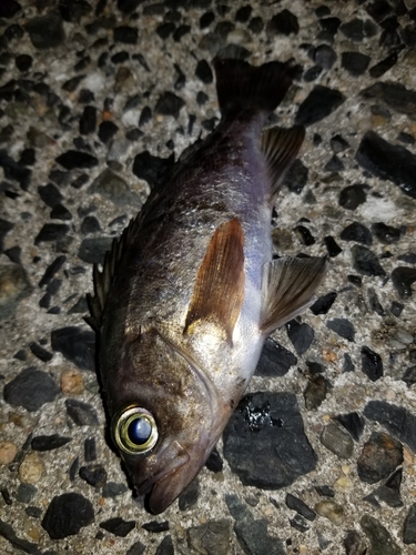 メバルの釣果