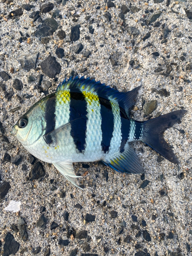 オヤビッチャの釣果