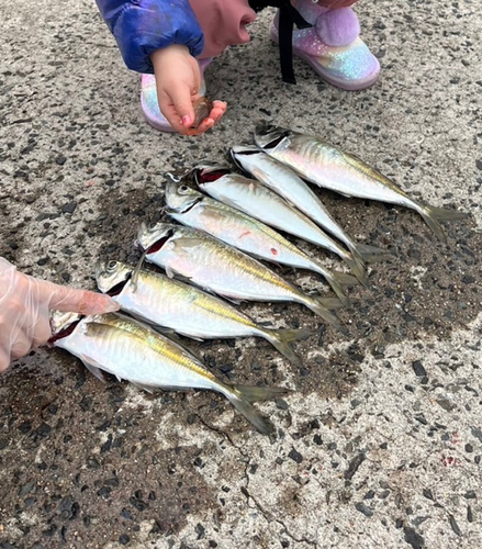 アジの釣果