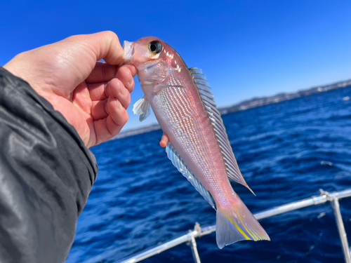 アマダイの釣果