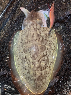 モンゴウイカの釣果