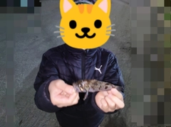 タケノコメバルの釣果