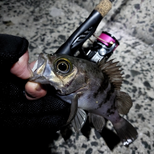 メバルの釣果