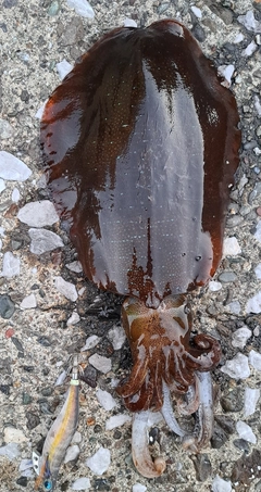 アオリイカの釣果