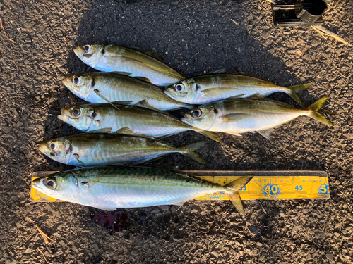 アジの釣果