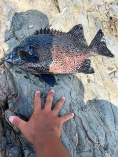 イシガキダイの釣果