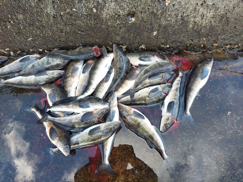 ホッケの釣果