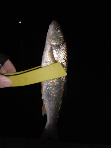 ウグイの釣果