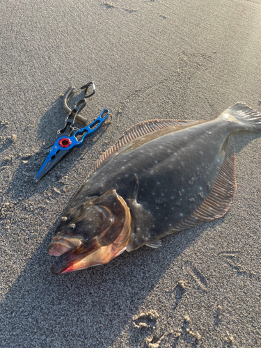 ヒラメの釣果