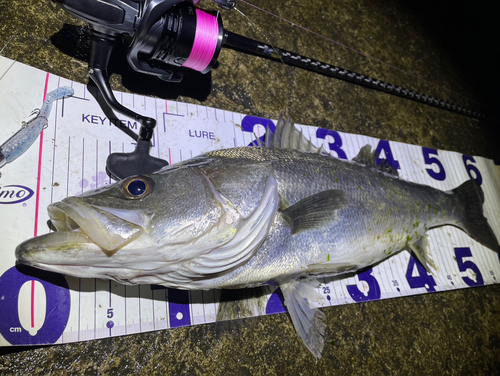 シーバスの釣果