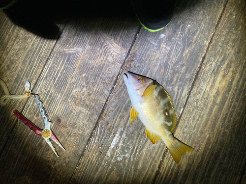 シブダイの釣果