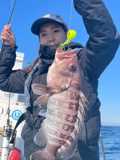 マハタの釣果