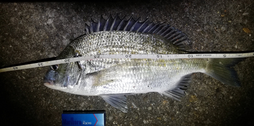 クロダイの釣果