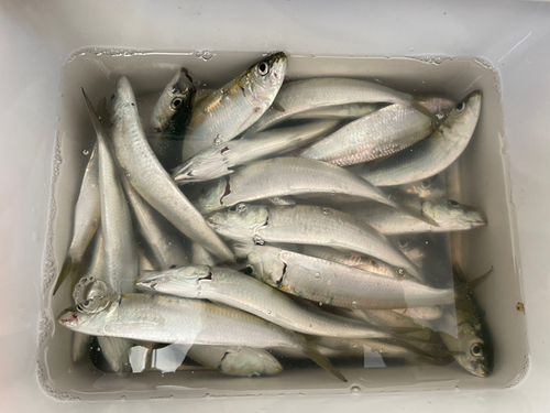 カタボシイワシの釣果