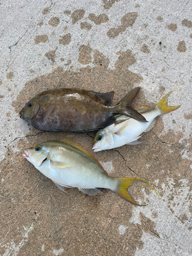 ヒトスジタマガシラの釣果