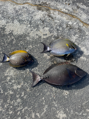 サンノジの釣果