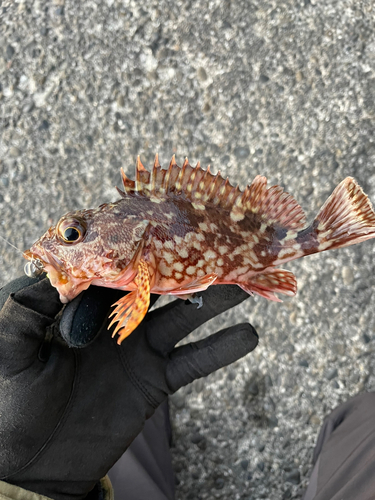 カサゴの釣果