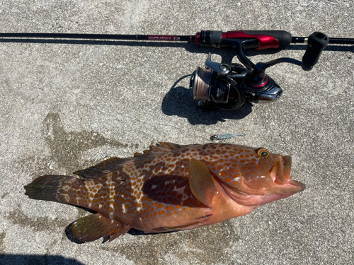 ハタの釣果