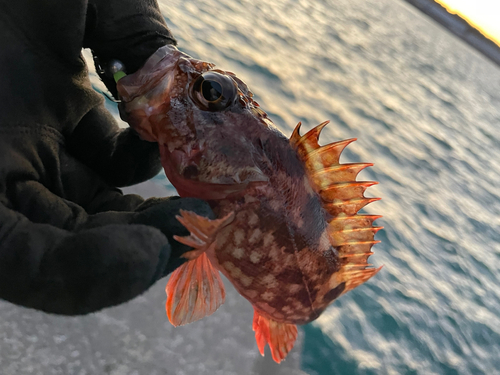 カサゴの釣果